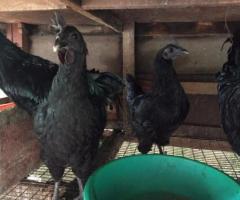 Pure breed KARINKOZHI (KADAKNATH) for sale in kottayam