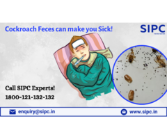 Cockroach Control in Mumbai