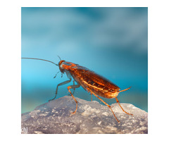 Pest Control Melbourne
