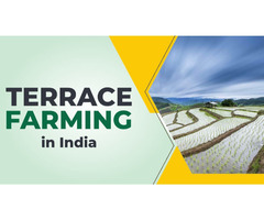 A Comprehensive Guide to Terrace Farming, Tillage Equipment, Tractor Insurance, and Lemon Farming in