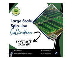Large Scale Spirulina Cultivation by Green Bubble Algal Works