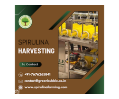 Useful Spirulina Algae Farming Insights by Green Bubble Algal Works