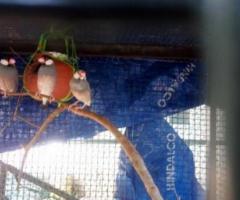 Home breed java