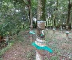 30 cent plot for sale near vandipetta tripunithura. - Image 2