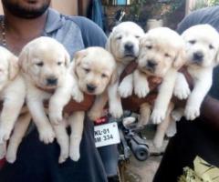 Pure Breed Labrador Puppies