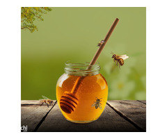 Buy Organic Wild Forest Honey Online at Nirvana Organic
