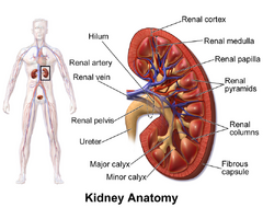 Best Urologist in Gurugram | Expert Urology Care
