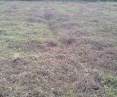 18312 ft² – Plot / Land For Sale Thanikudam Thrissur 42 Cent 1.10 Lakh/ Cent