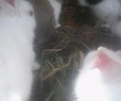 rabbit for sale