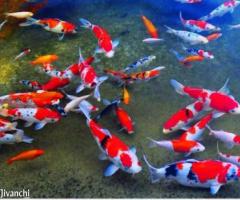 JAPANESE KOI NISHIGI KOI