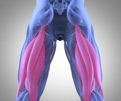 Pulled Hamstring – Causes, Symptoms, And Treatment