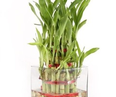Greenium - 3 Layer Lucky Bamboo In Square Glass Pot