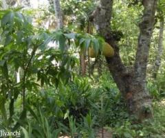 2175 ft² – Plot For Sale Near Technocity For Rs 350000 Per Cent - Image 2
