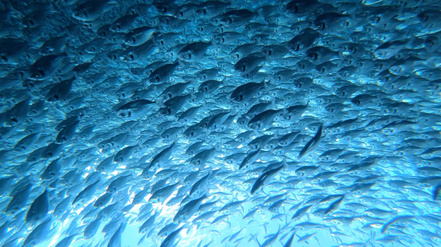 Jerónimo Martins' aquaculture project