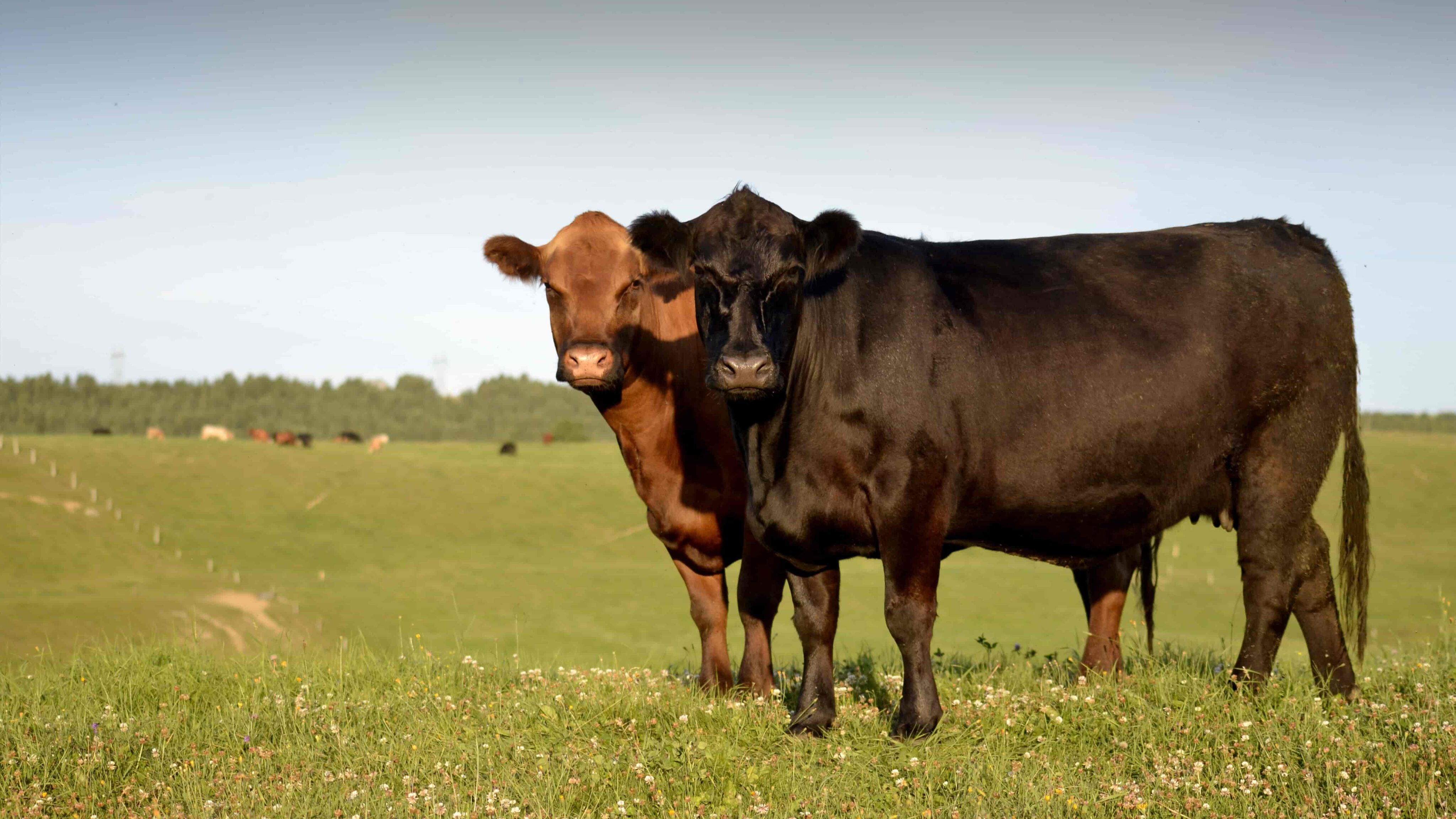 Angus cattle