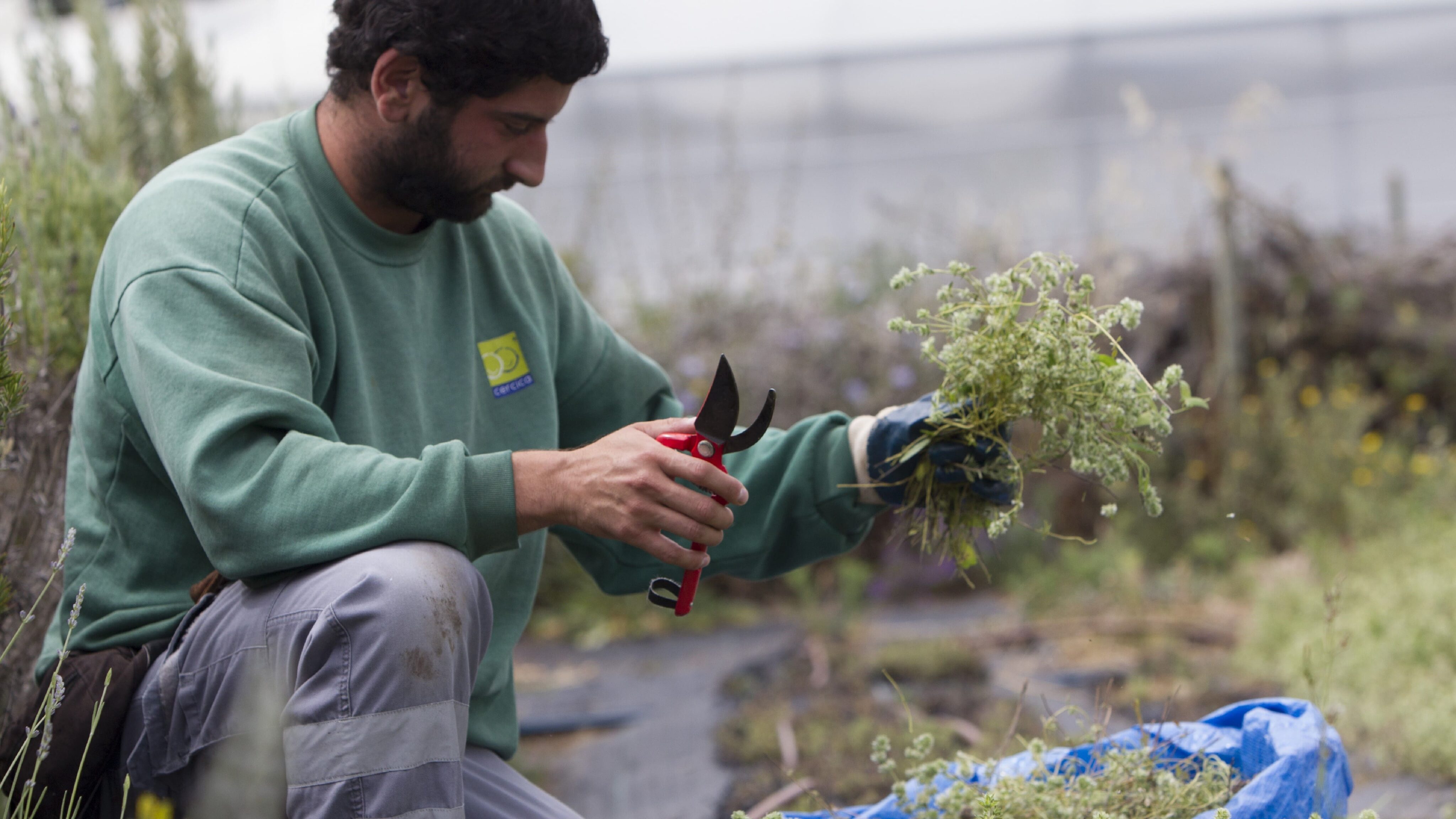 Bela-luz thyme being harvested