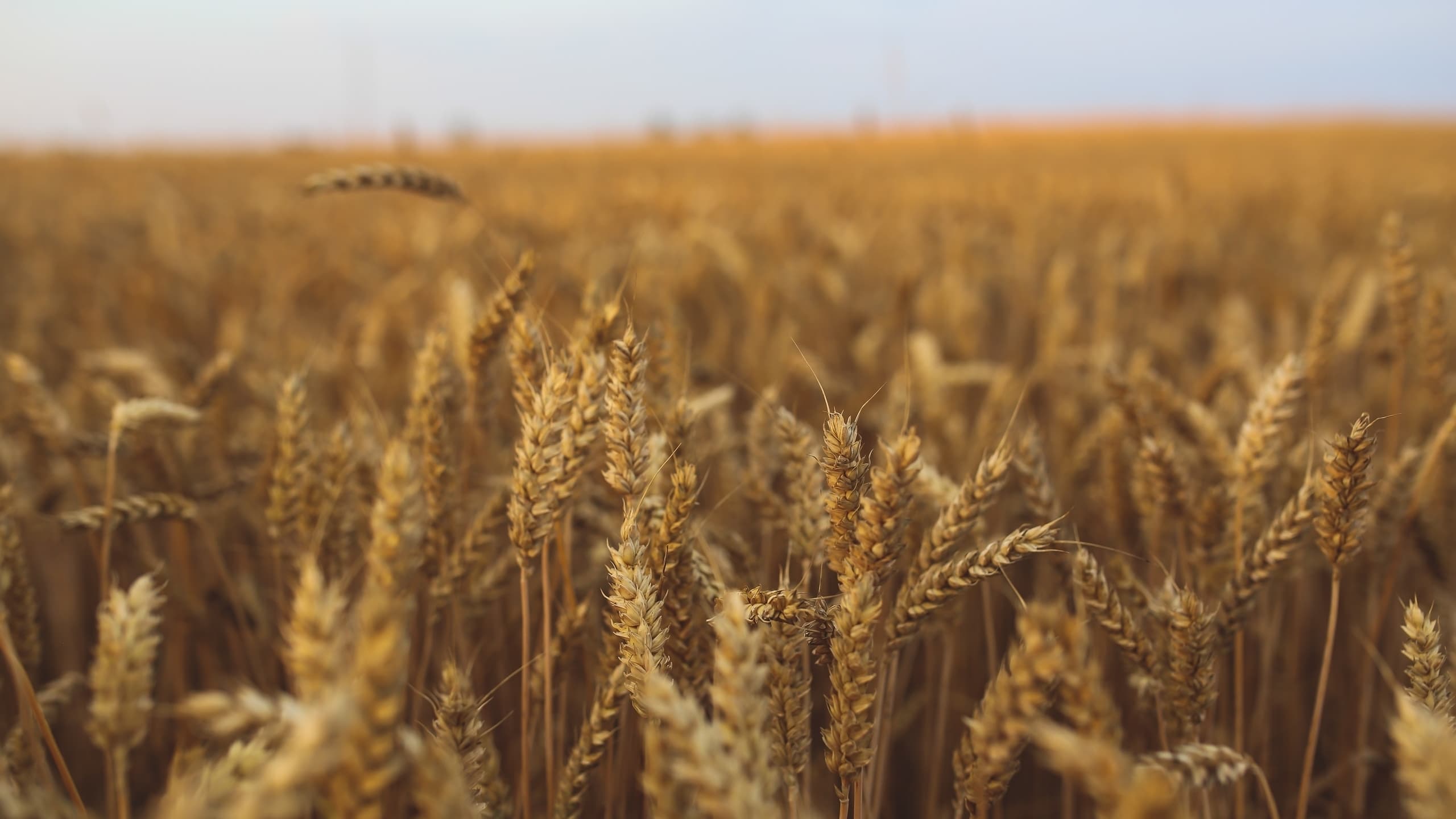 Campo com espigas de trigo.