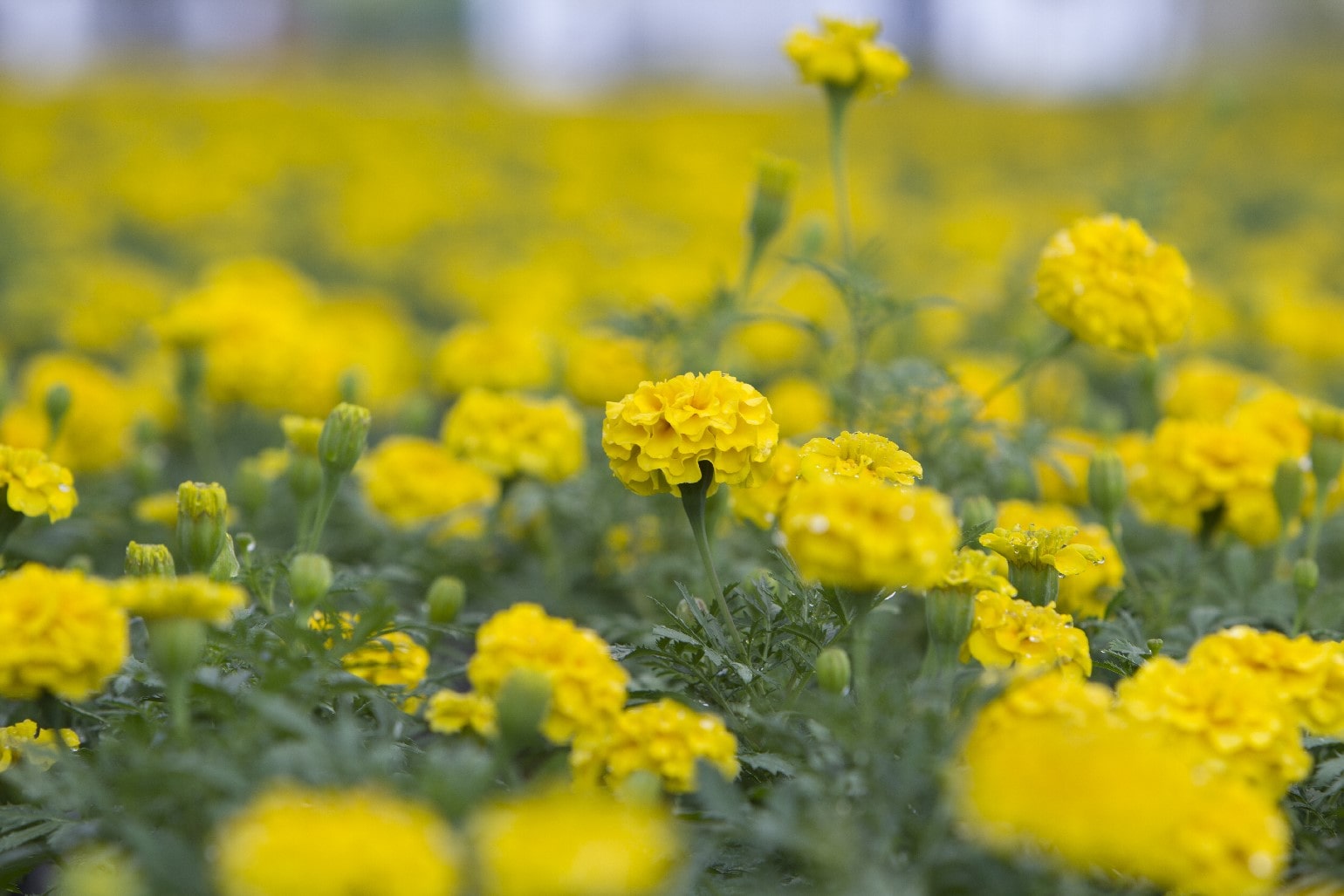 Flowers in Cercica's garden