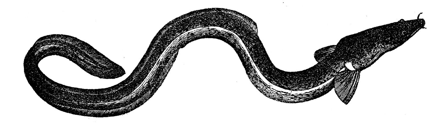 eel