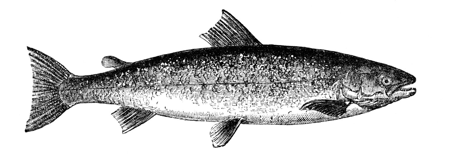 salmon