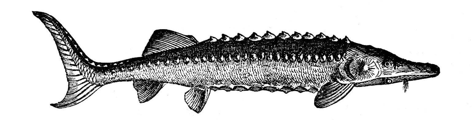 sturgeon