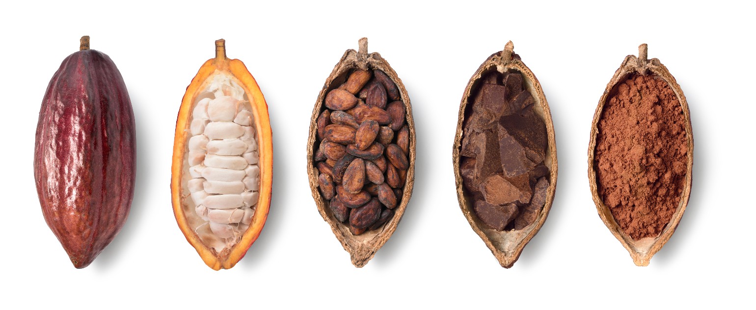 5 stages of the process of transforming cocoa beans into chocolate