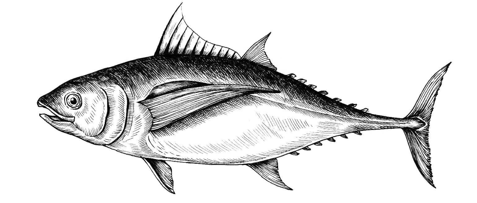 tuna