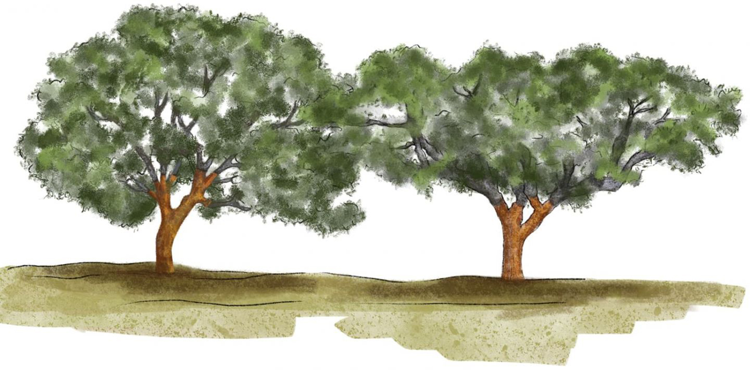 Cork oak trees