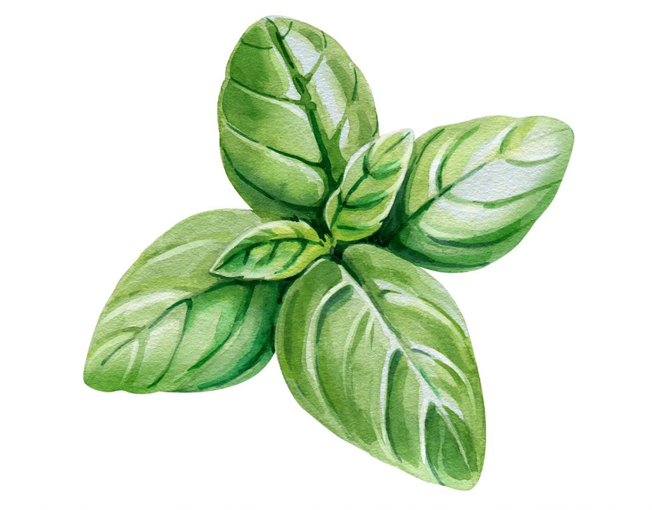 basil illustration