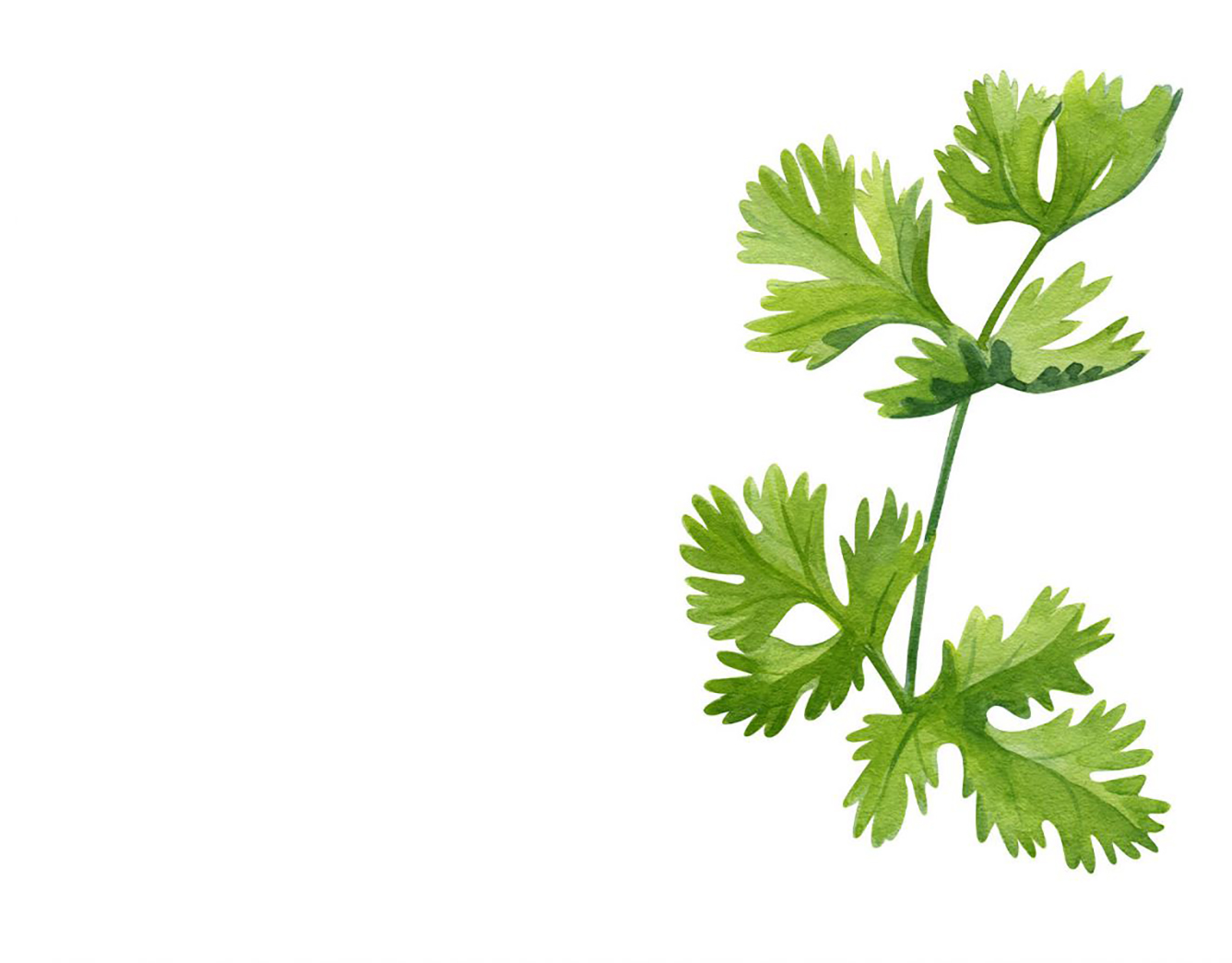 cilantro illustration