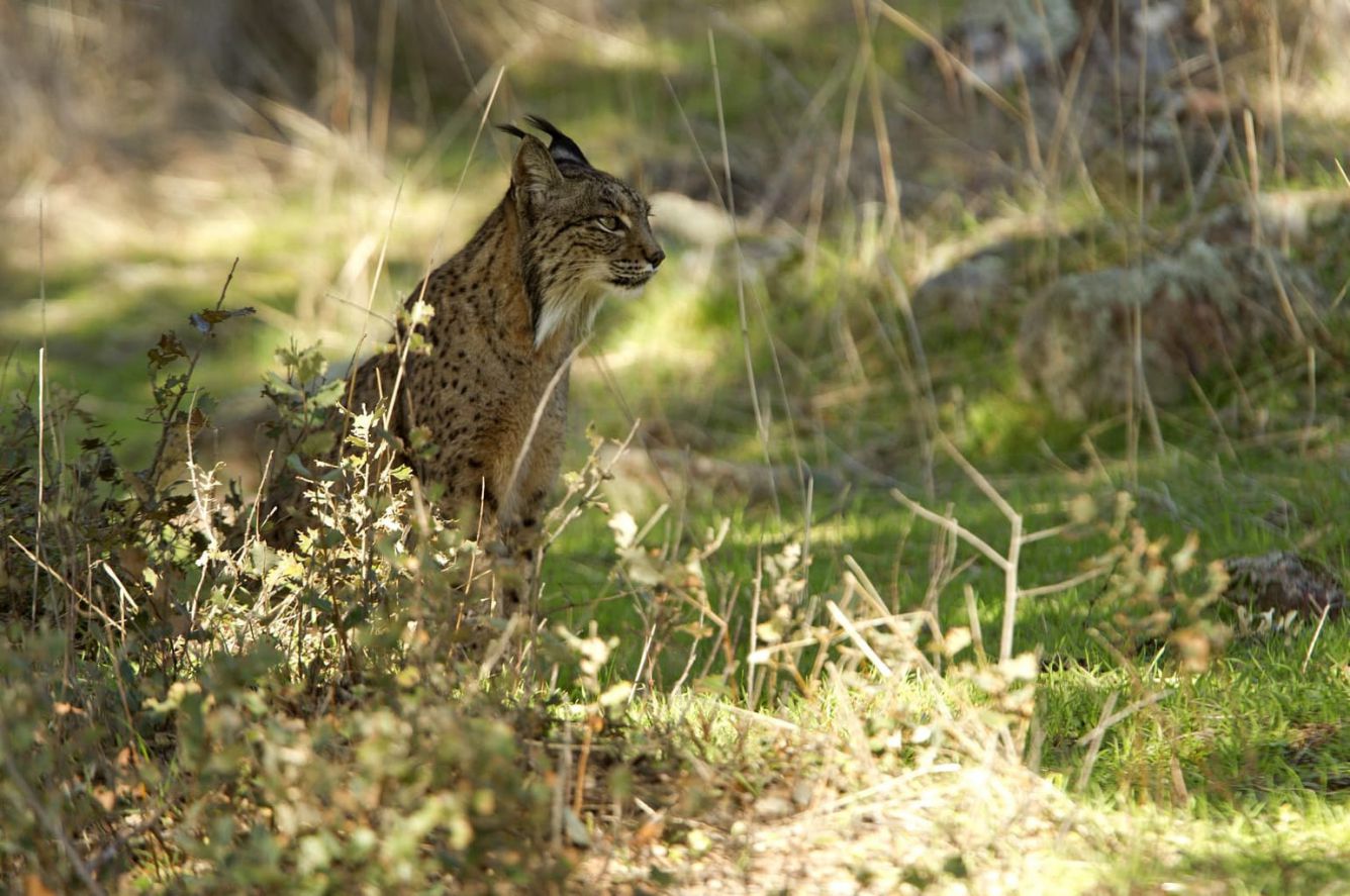 Iberian lynx in its habitat