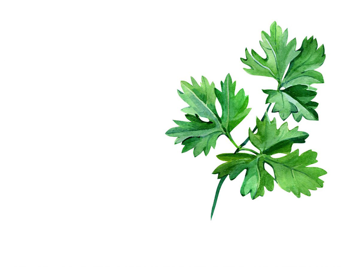 parsley illustration