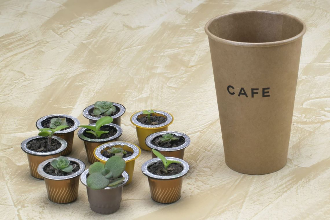 Cápsulas de café para germinar plantas