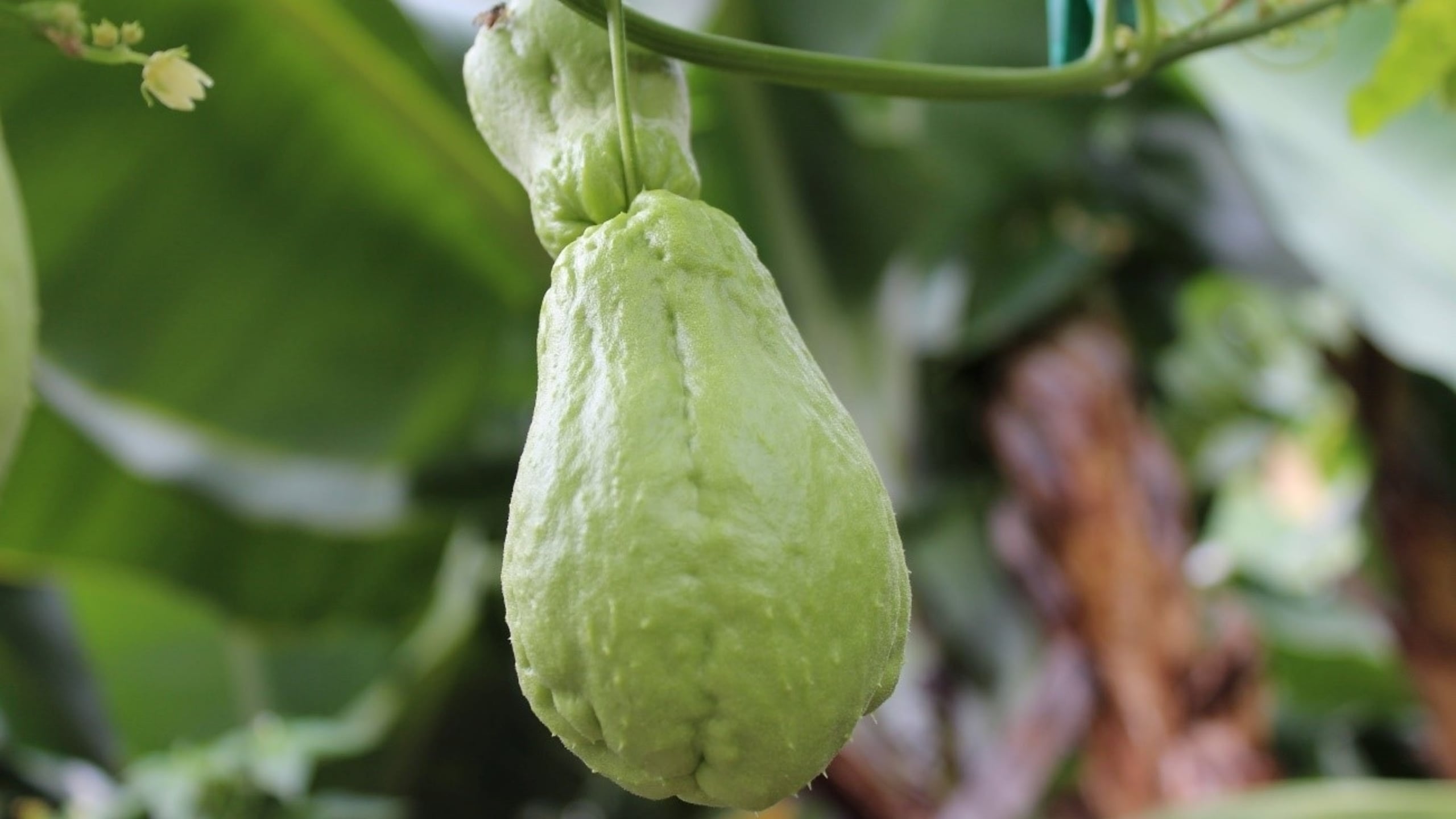 Chayote, the well-travelled Aztec prince