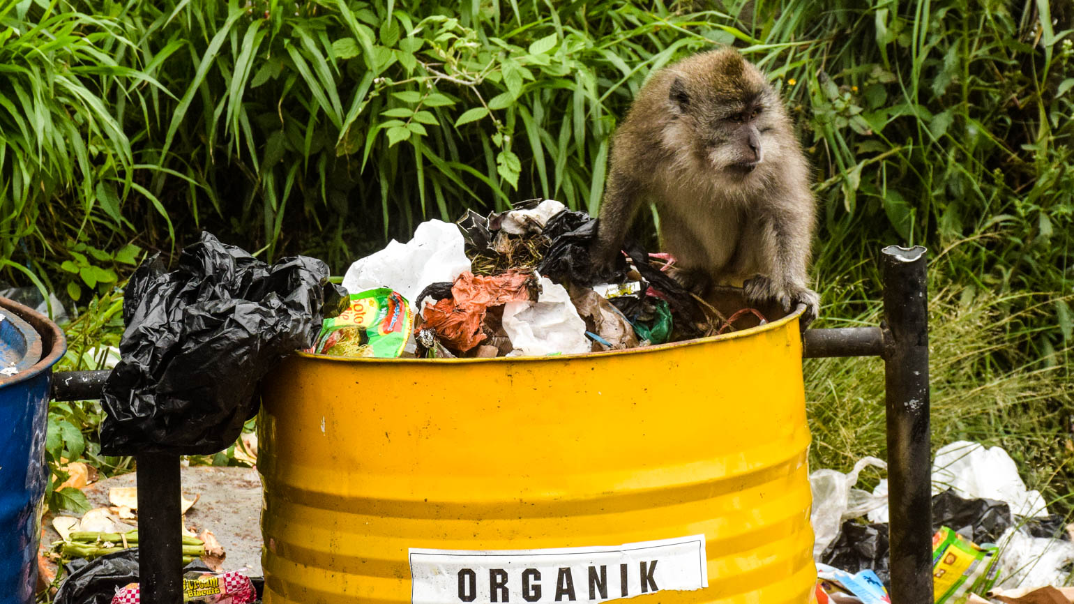 Macaco à procura de comida em caixote de lixo orgânico.