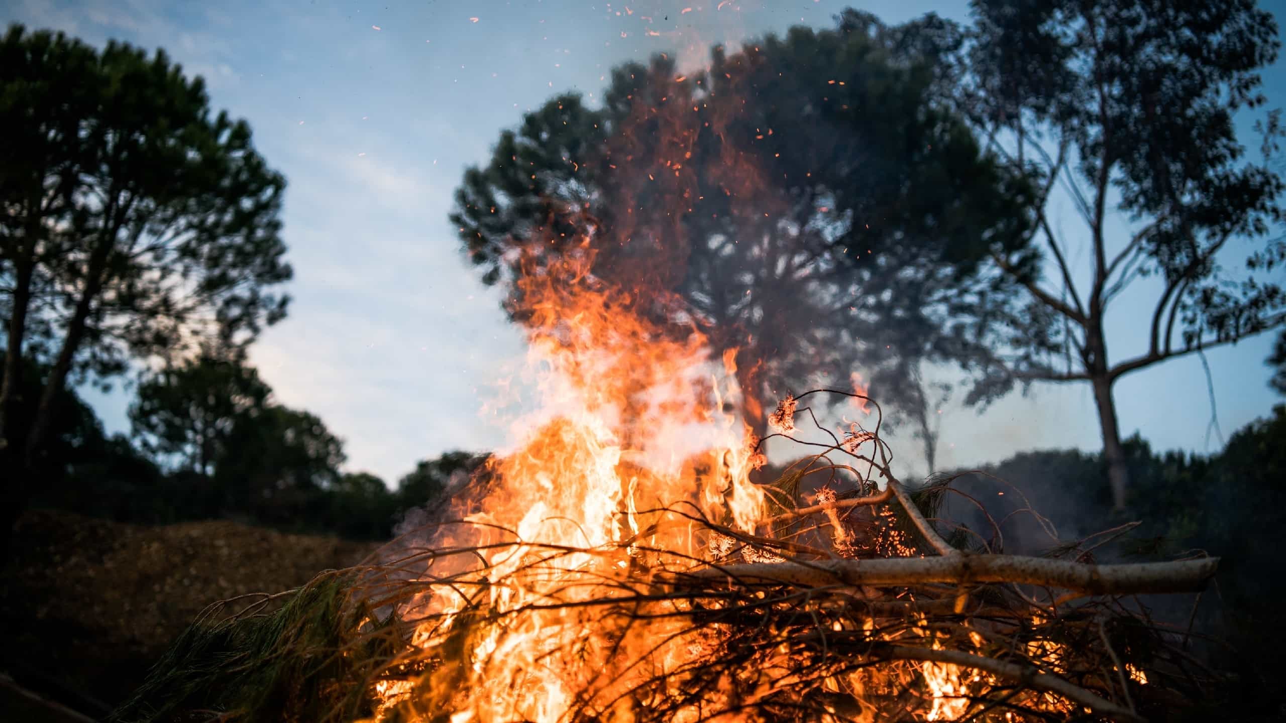 Árvore tombada a arder.