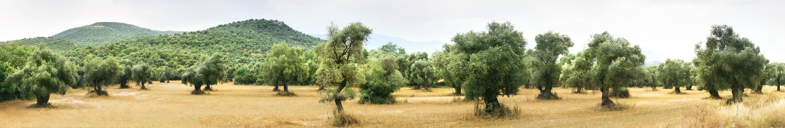 Planície com oliveiras.