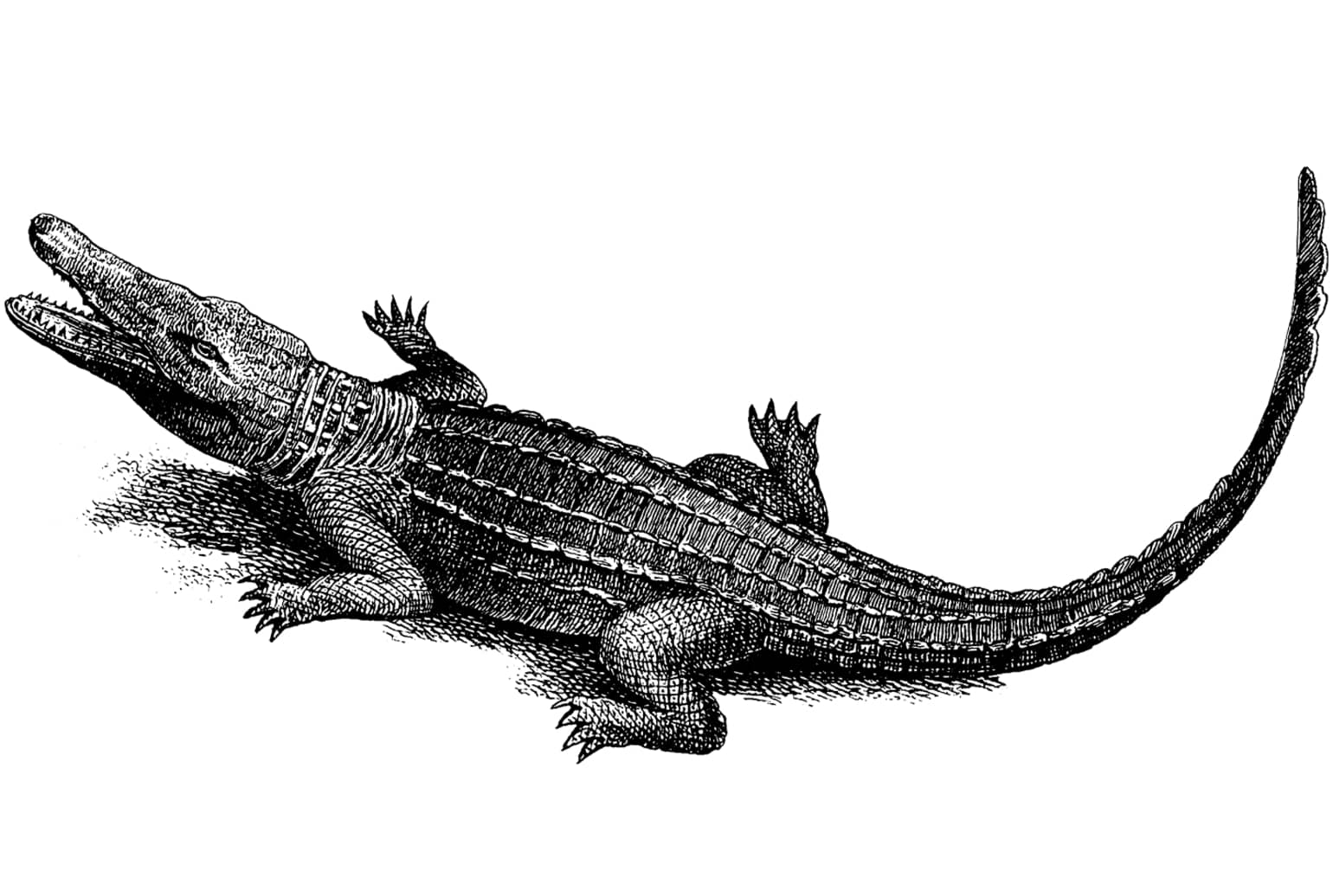 Crocodilo-do-orinoco (Crocodylus intermedius)