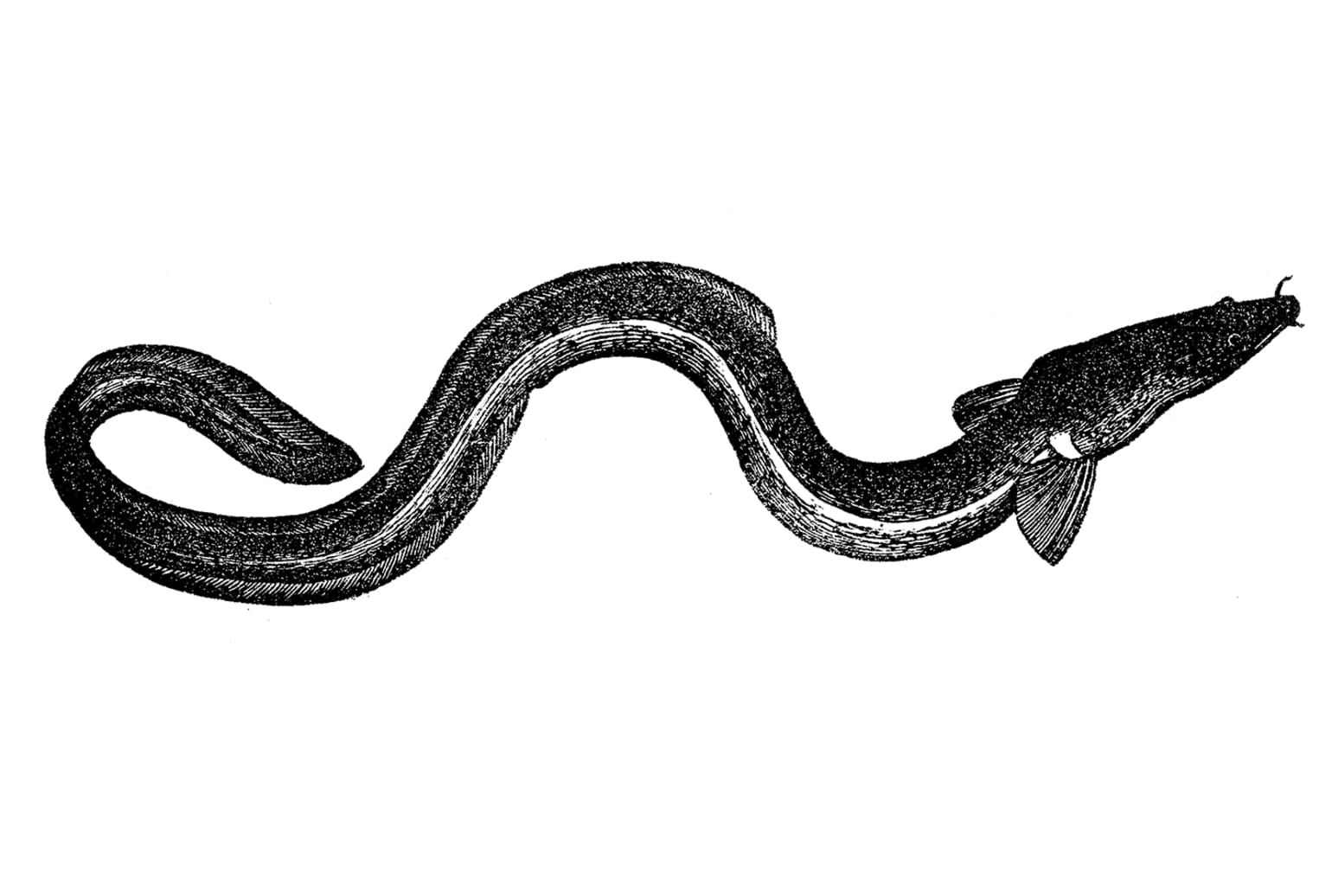 European Eel (Anguilla anguilla)