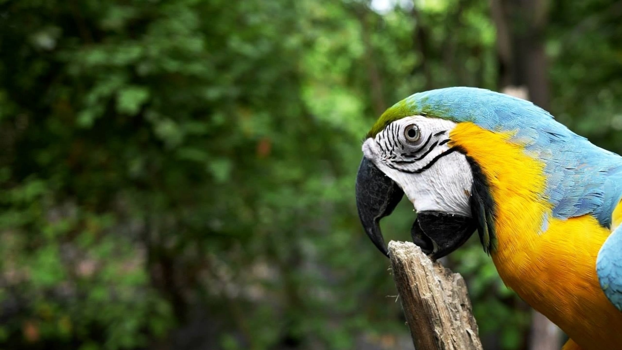 Macaw in a forest, biting a dry log.