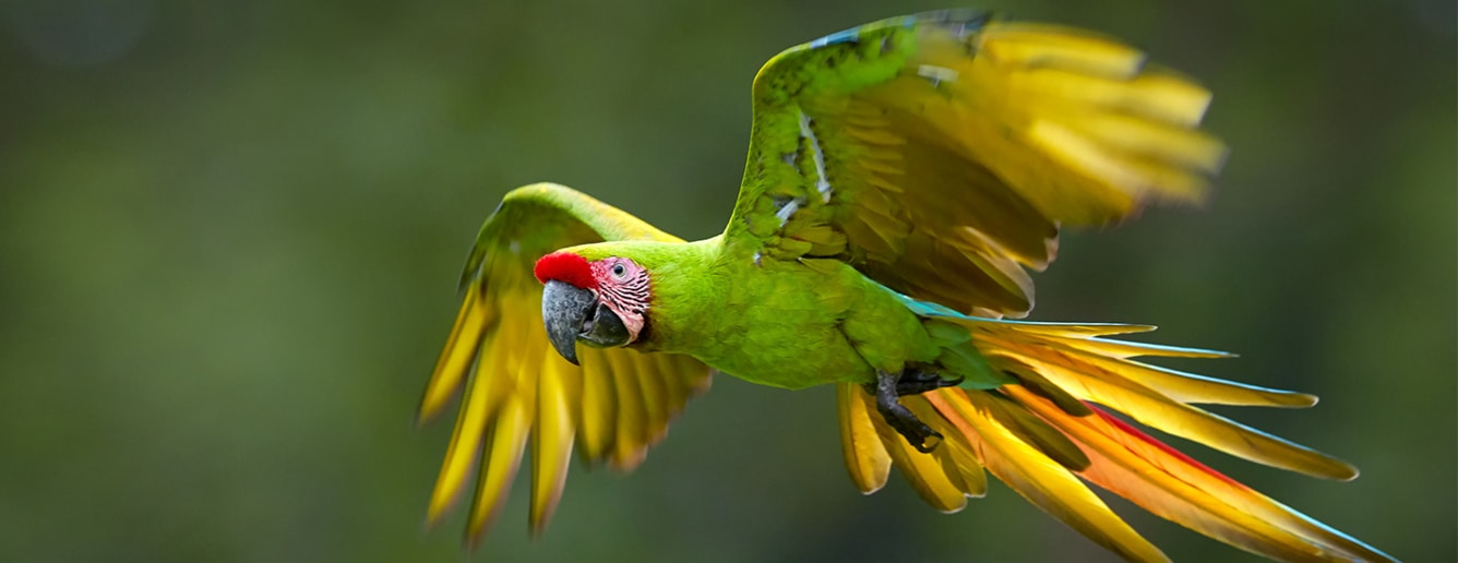 Macaw flying.