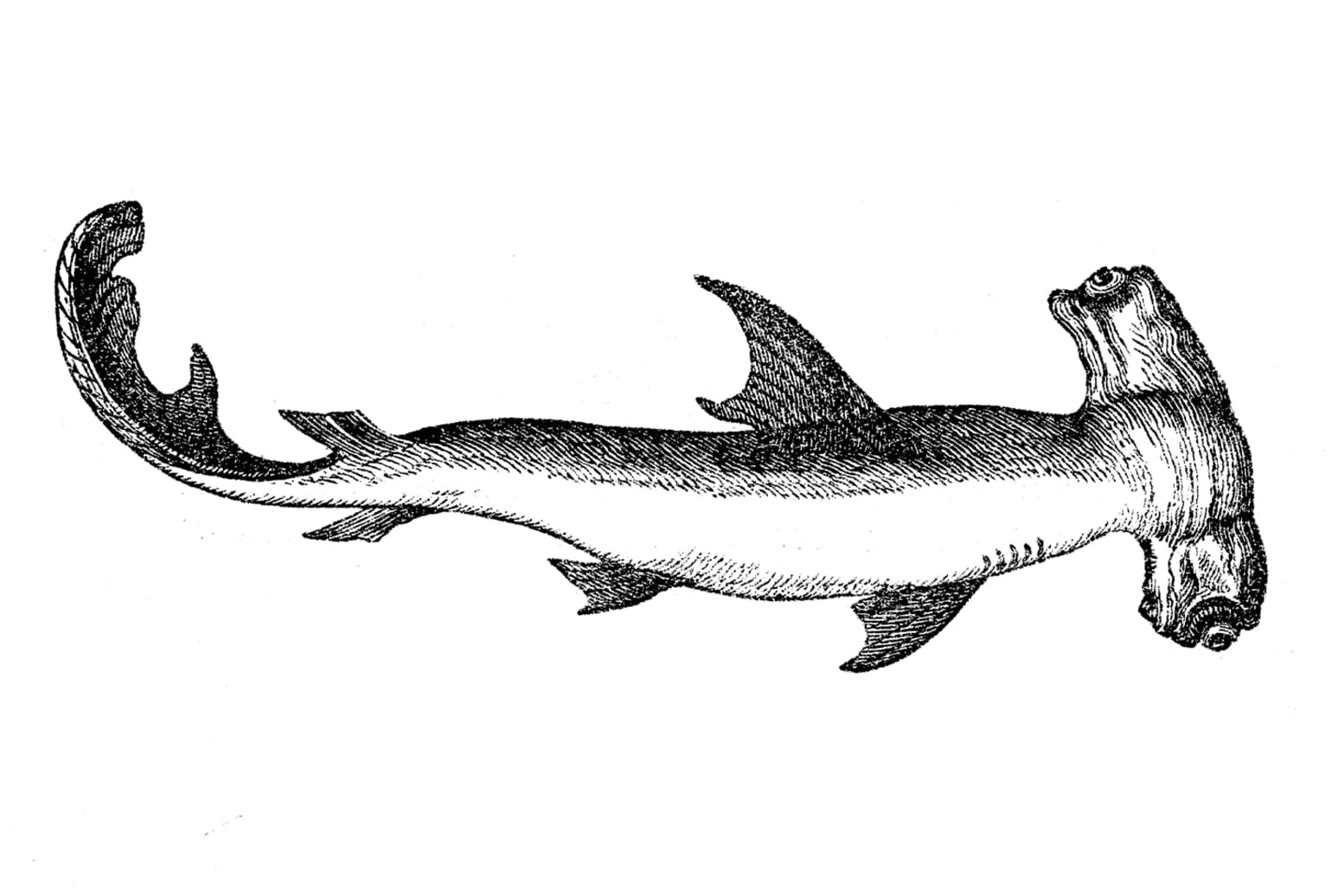 Scalloped Hammerhead shark (Sphyrna lewini)