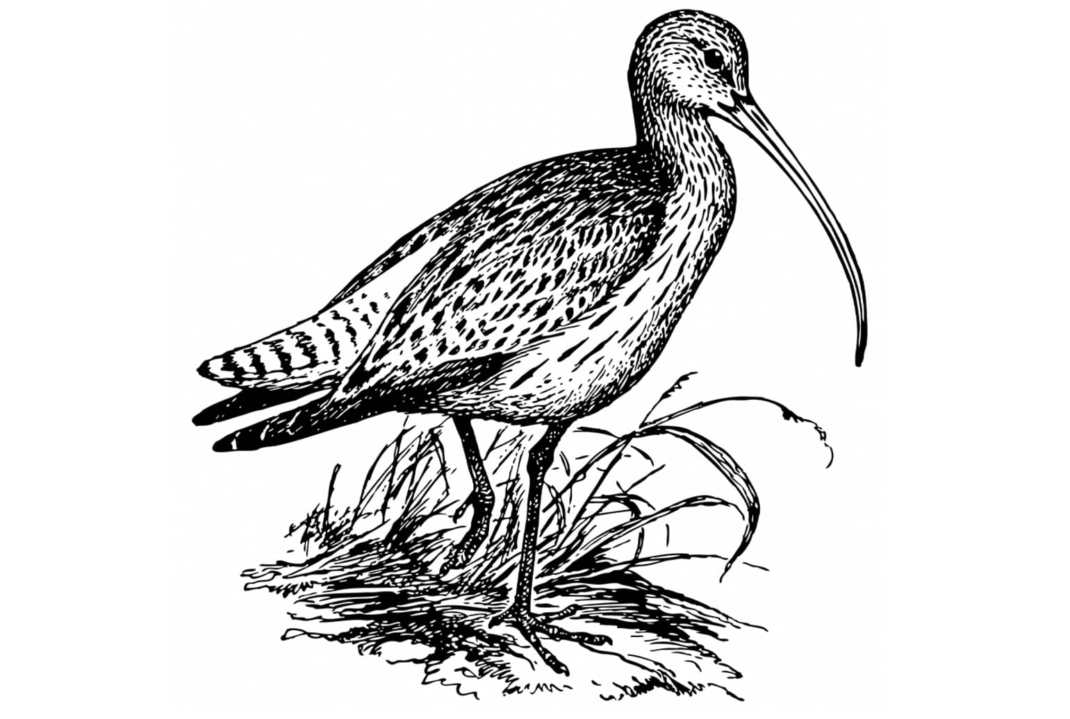 Slender-billed Curlew (Numenius tenuirostris)