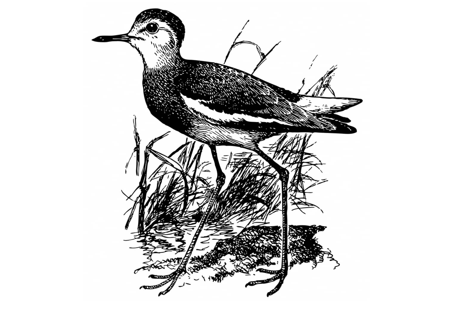 Sociable Lapwing (Vanellus gregarius)