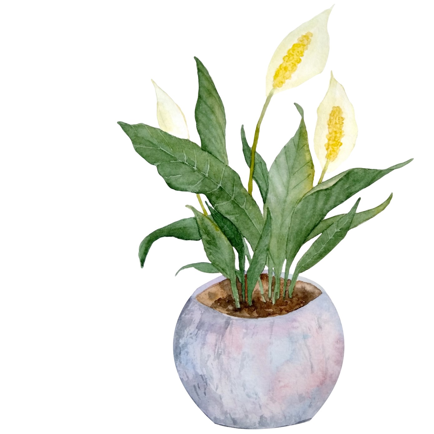 Illustration of vase with peace lilies.