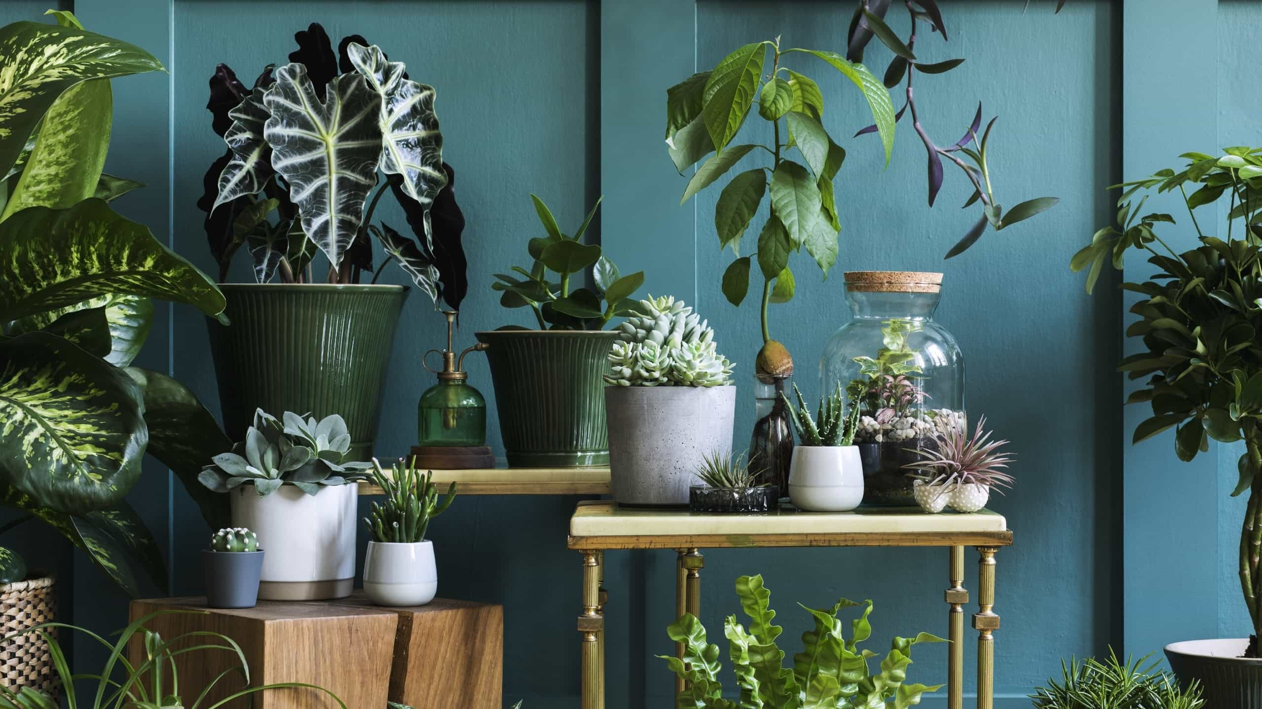 Conjunto de várias plantas em casa, dispostas sobre mesas e no chão.