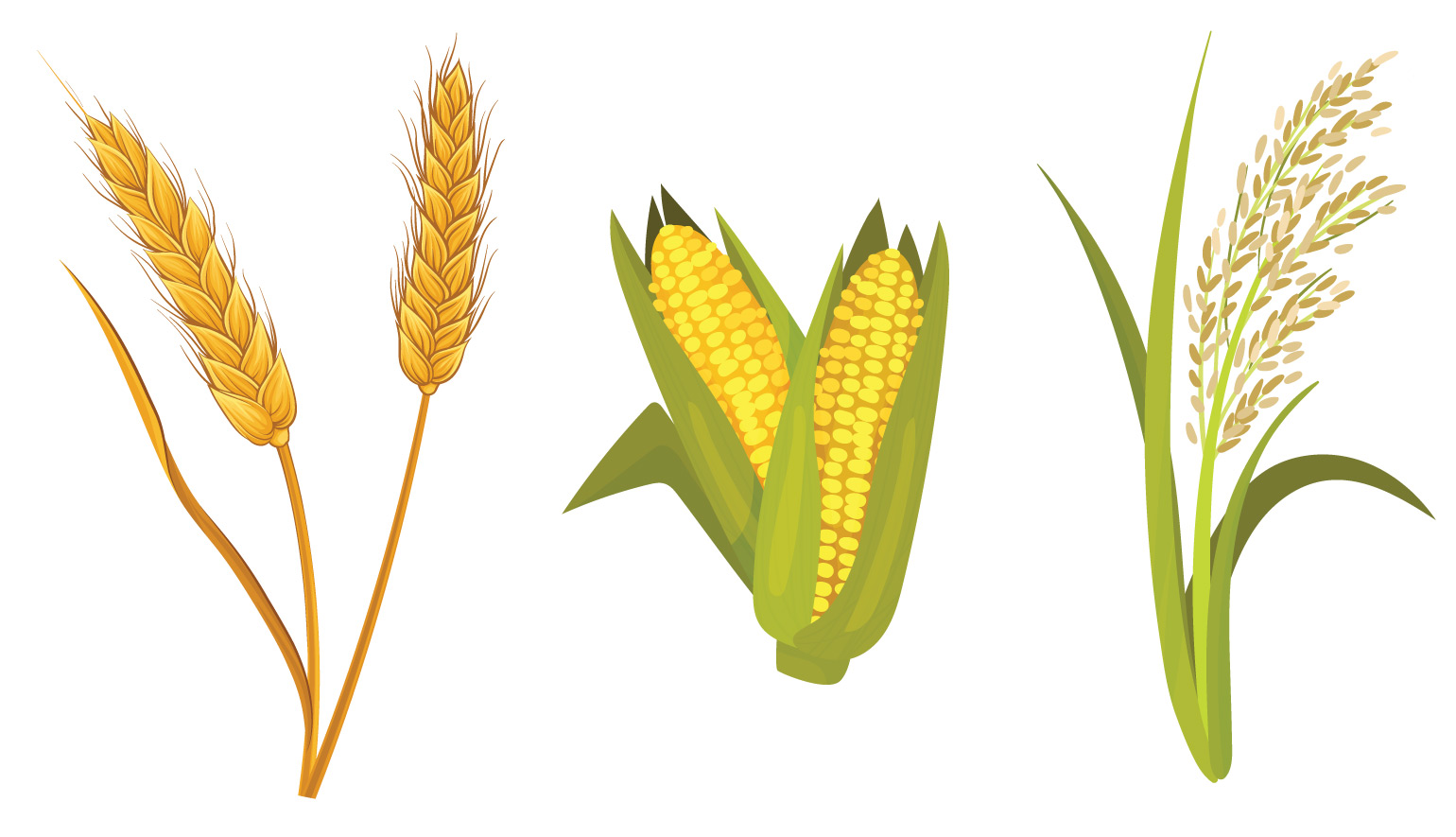 Ilustrações de milho, arroz e trigo.