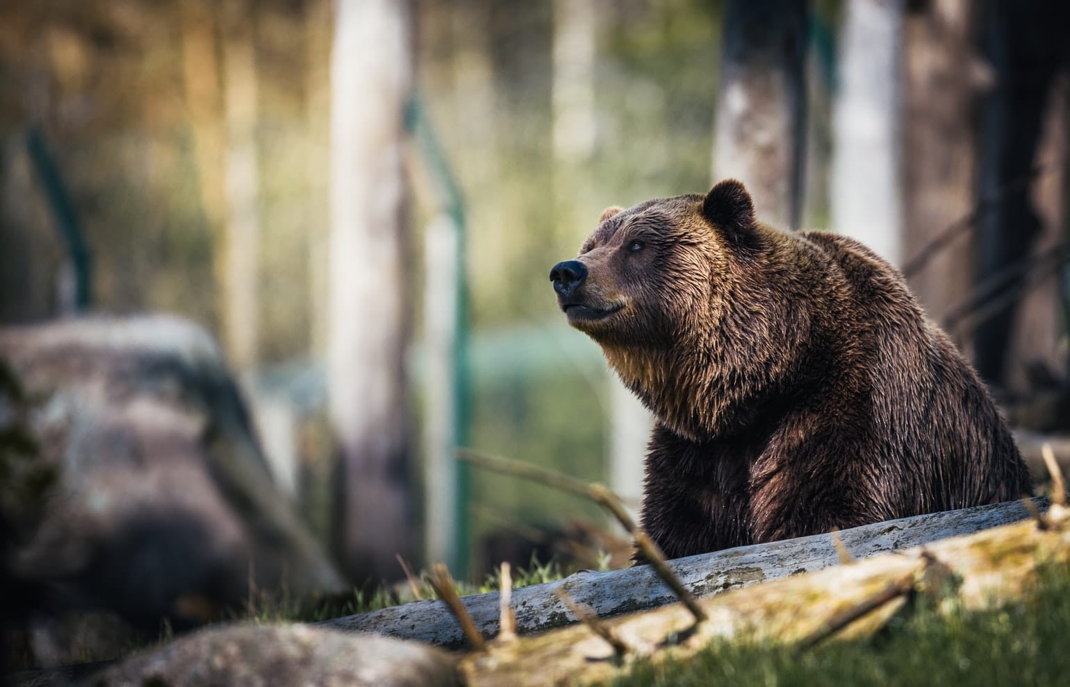 Urso-pardo na floresta.