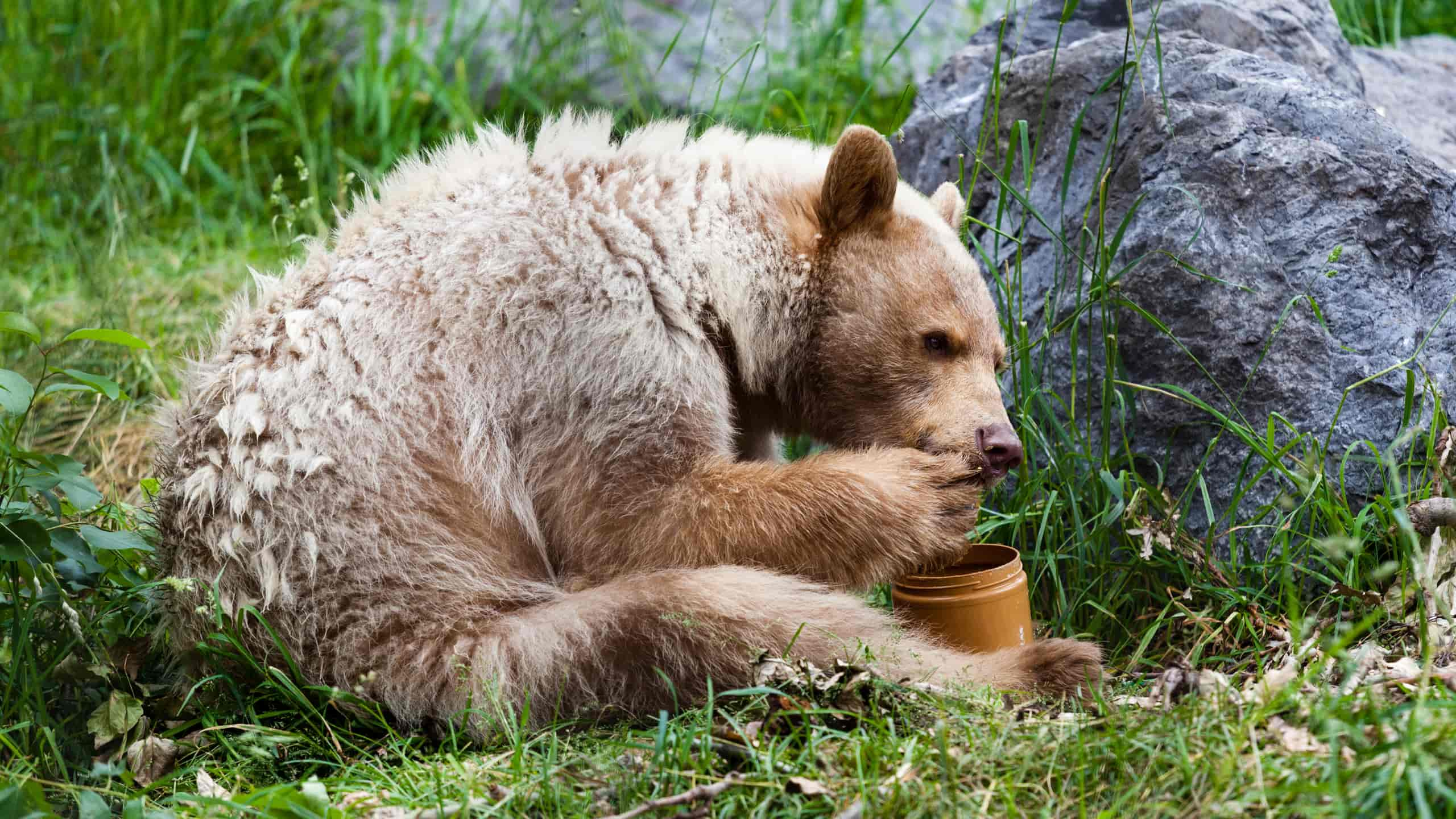 Urso a comer mel de um frasco.