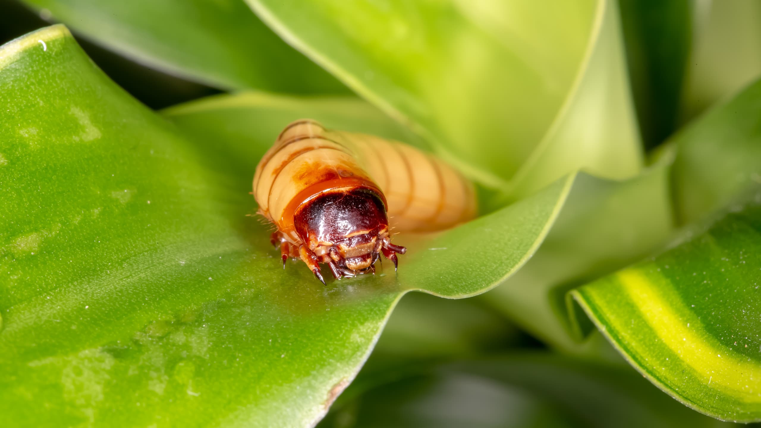 Larva sobre uma folha.